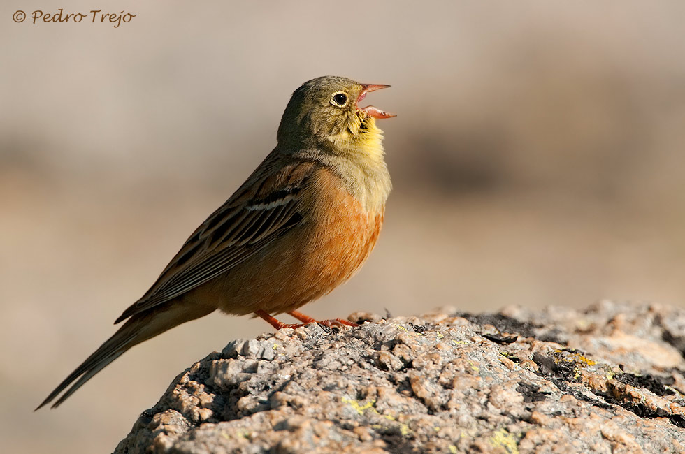 Escribano hortelano (Emberiza hortulana)